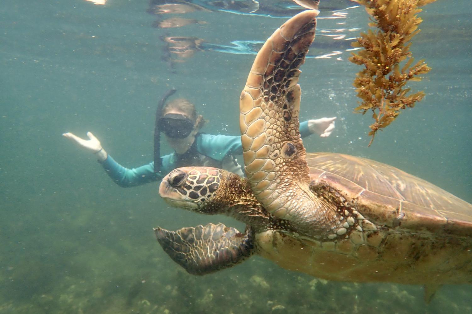 一名<a href='http://cpdngz.shni.net'>全球十大赌钱排行app</a>学生在Galápagos群岛游学途中与一只巨龟游泳.